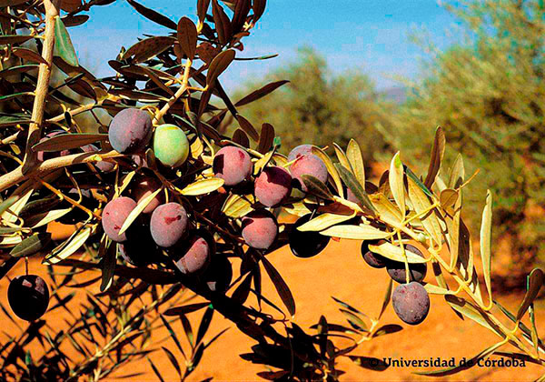 Manzanilla Cacereña