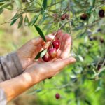 Festas do Azeite de Oliva: na Espanha, celebra-se o primeiro azeite do ano