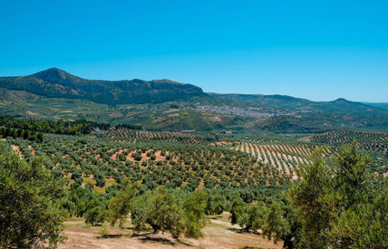 Quais são as denominações de origem do Azeite de Oliva na Espanha?
