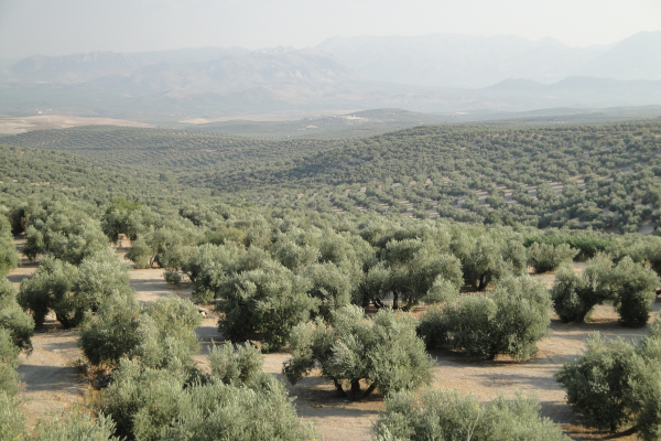 Descubra tudo sobre o azeite da Andaluzia